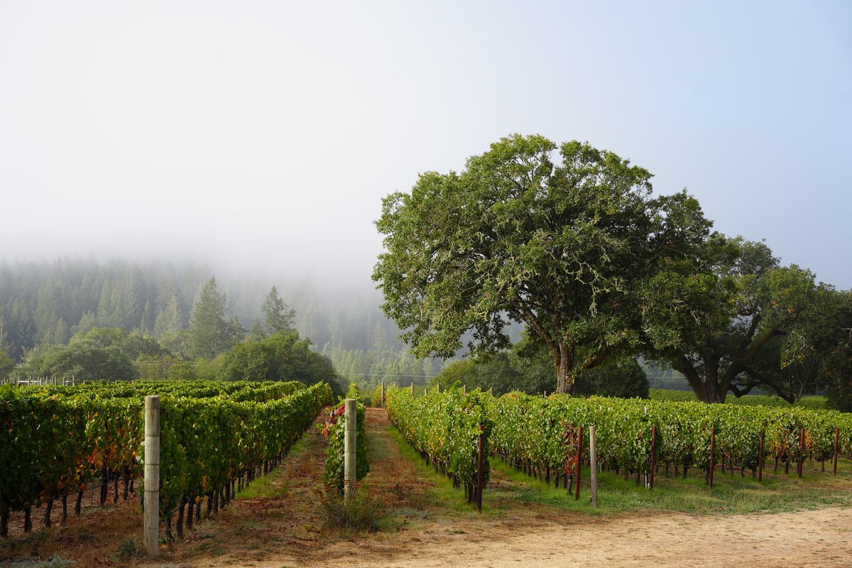Domaine Anderson Winery tweet media