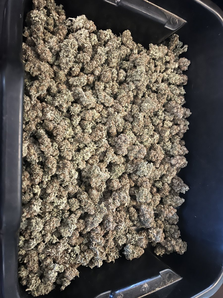 BWinghead's tweet photo. Day three of trim jail but I finally busted out! 🤦♂️🤣 Kinda a good problem to have. 🔥💨🤷♂️ 563 g from a 630 w/ light so a bit under 1 g/W but still not too bad. Grandpa’s cookies from Ethos genetics grown with #Jacks321 #powerSI #Homegrown #CannabisCommunity #cannabisgrower #culturedbiologix #tribus