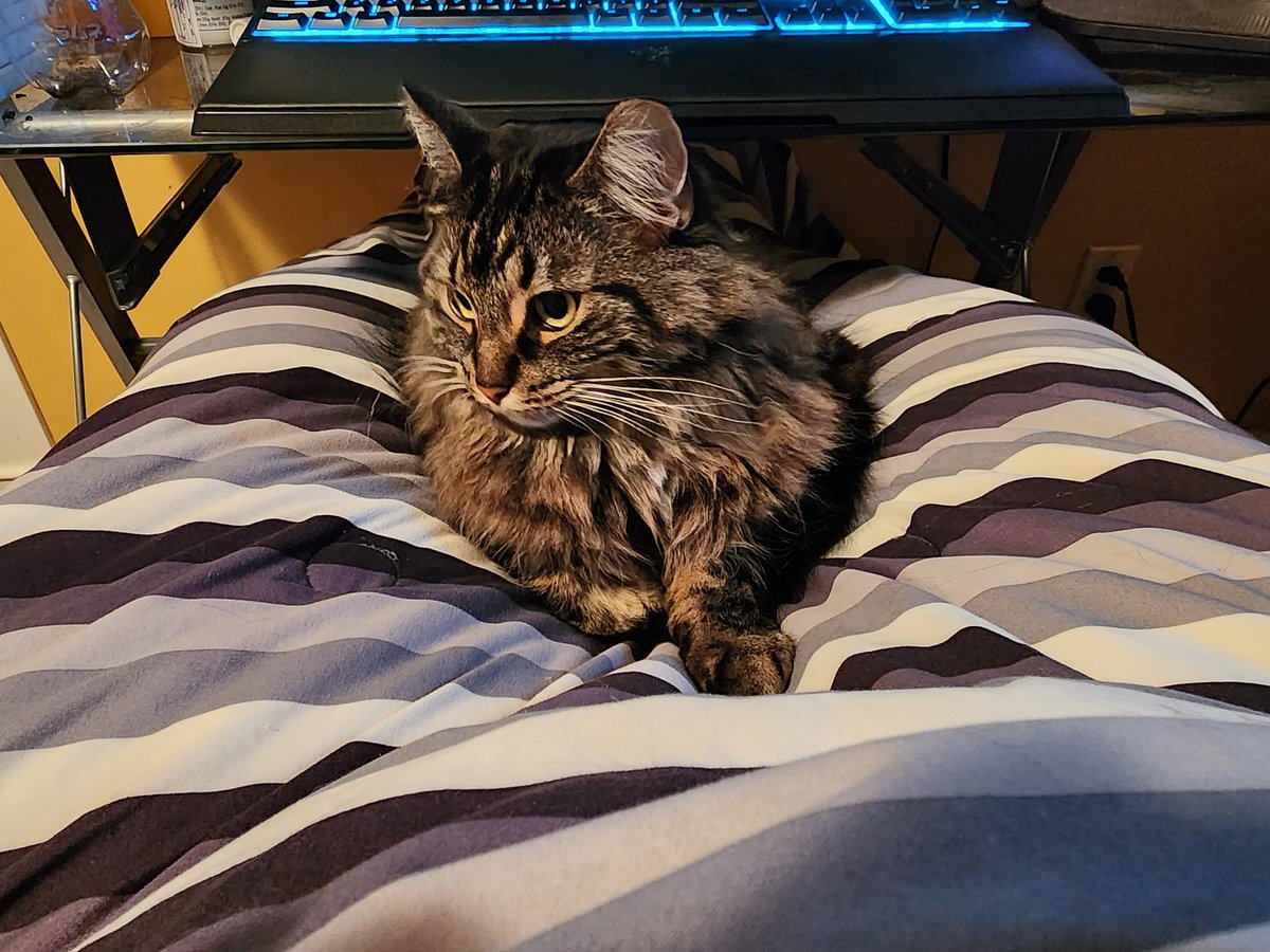 Kushmysta's tweet photo. @JohnstoneYT My two little guys both head empty https://t.co/e0lYGgQg66