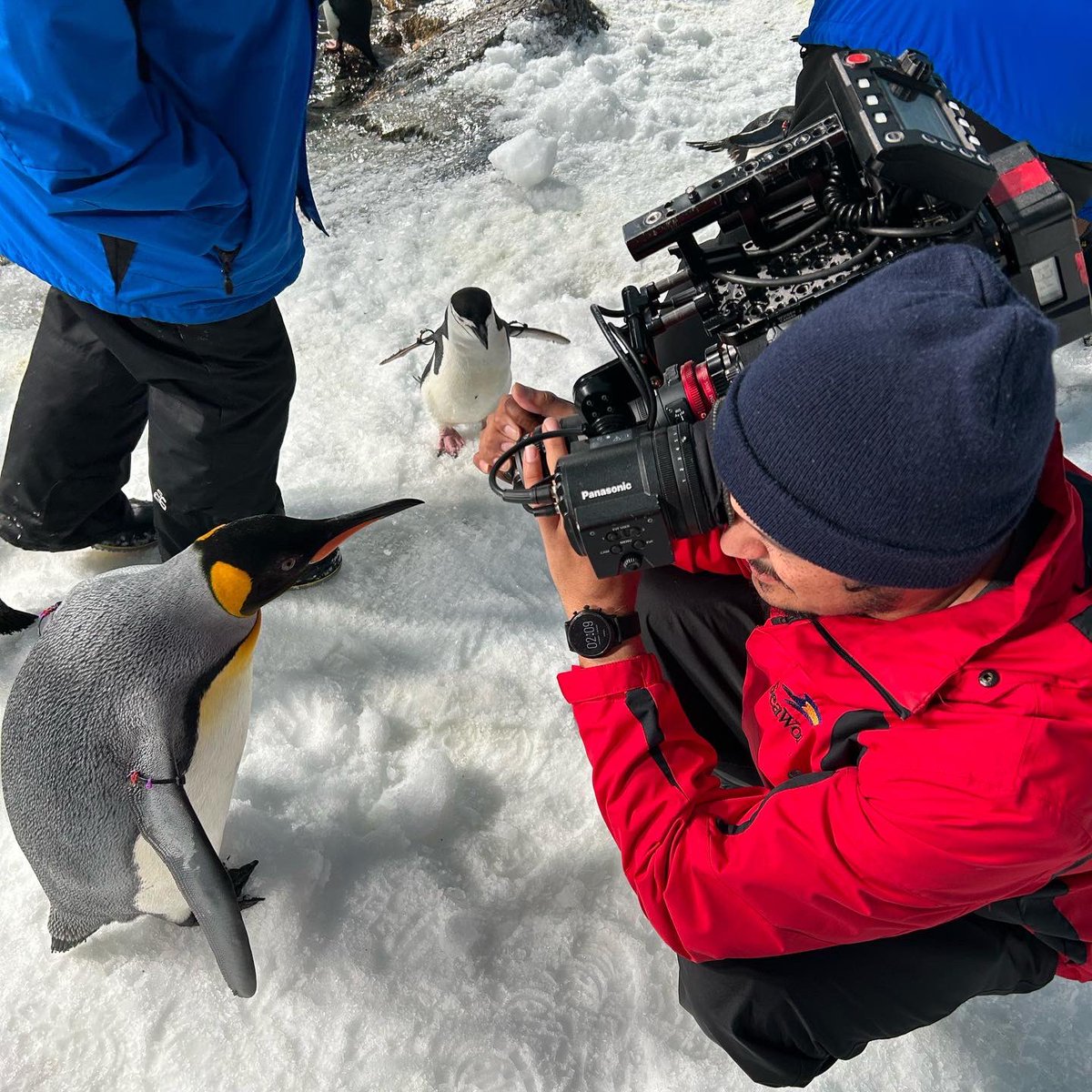YOLO_TX's tweet photo. 🐧 Ready for their close ups 🐢 

Get up close &amp; personal with all sorts of marine animals at @SeaWorldTexas 📸 
- Go inside the penguin habitat 🐧
- Swim with the beluga whales &amp; dolphins 🐬 
- See the killer whales up close 🐳 
- Feed the giant tortoises 🐢 https://t.co/EiPLpoHTr1