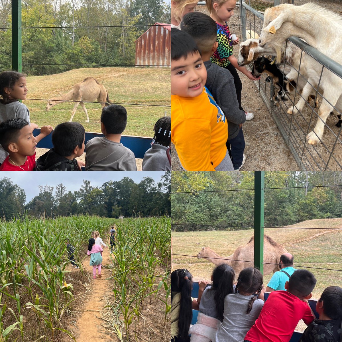 First grade had an amazing day today at Pettit Creek Farms! We built scarecrows, fed goats, and learned about so many different animals! <a href="/Hasty_Huskies/">Hasty Fine Arts Acad</a> <a href="/Beth_Coryell/">Beth Coryell</a> <a href="/MRegan0123/">Dr. Rosario-Regan</a>