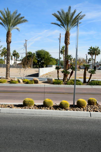 TreeProlv's tweet image. Regular care is important to your palm trees, but don't overdo the trimming; it can hurt or kill them. This is why it’s important to let us handle them, as we’re the experts to call! #pruningtips #palmcare