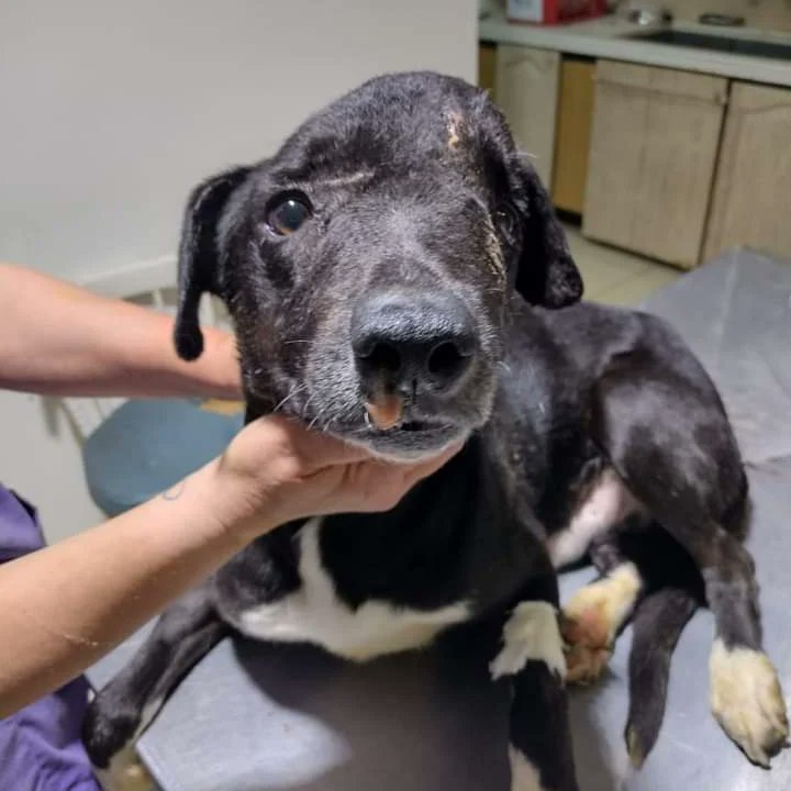 🔹️@Noche va progresando pero lentamente. Ya ha recibido 6 aplicaciones de vincristina pero el tumor de su cabecita no cede.
Ayer, hablando con su oncólogo, nos dijo que sigamos al menos 3 sesiones más y que hagamos radioterapia.
También tenemos que hacerle una placa de