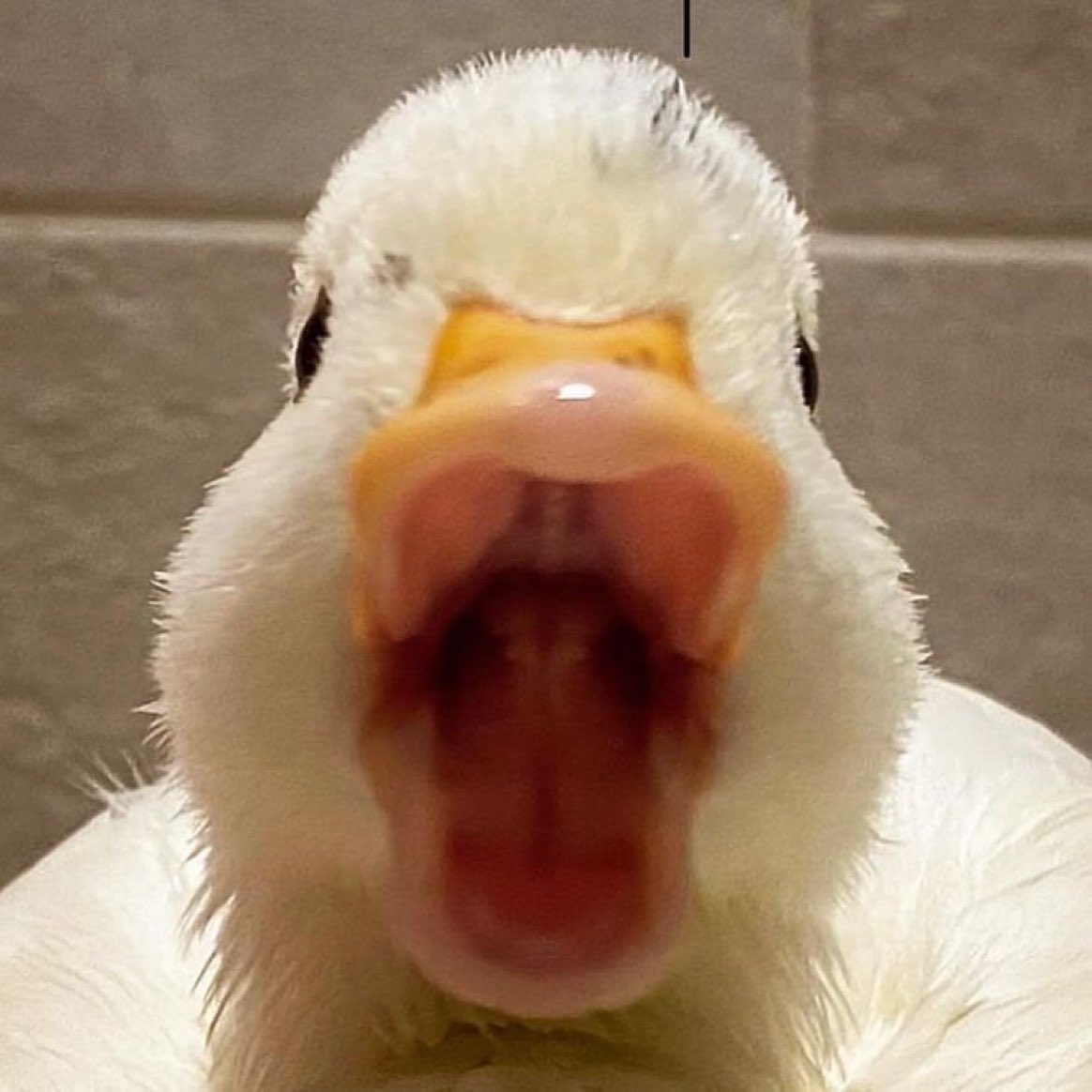amb_43's tweet photo. @HRHTish Aaaahhhhhhhh! https://t.co/WqhUMN0vKz