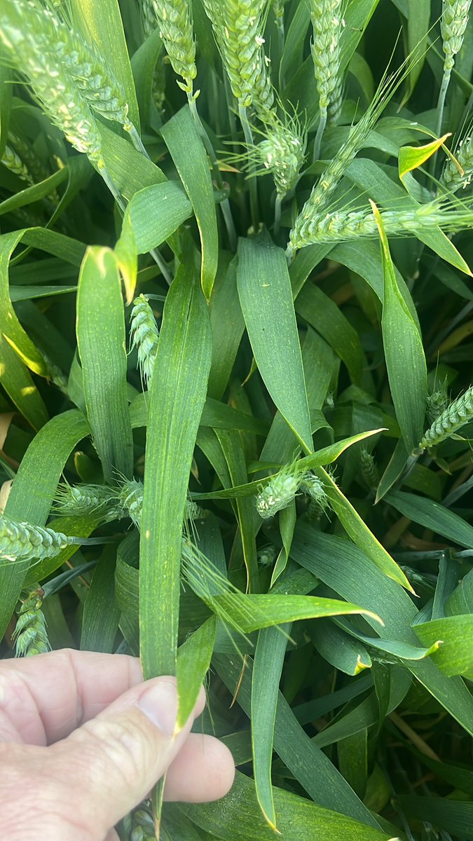 Rob Bell tweet media