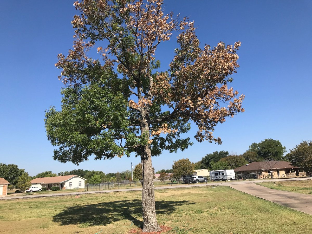 txplantclinic's tweet photo. #WhatWednesday (10/11/2023) What happened to this tree?  Probably environmental - lightning, drought and possibly even winter storm damage from 2.5 years ago.  What do you think?  -KO @txplantdr #extPLPM #treeissues #lightningstrike #winterstorm #abiotic #oaktree #shumardoak https://t.co/UppsuaS9uY