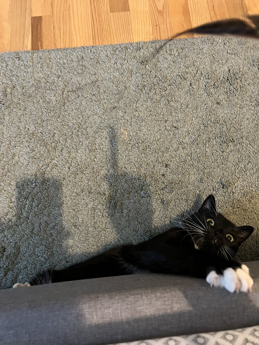 beemo 😈 tweet media