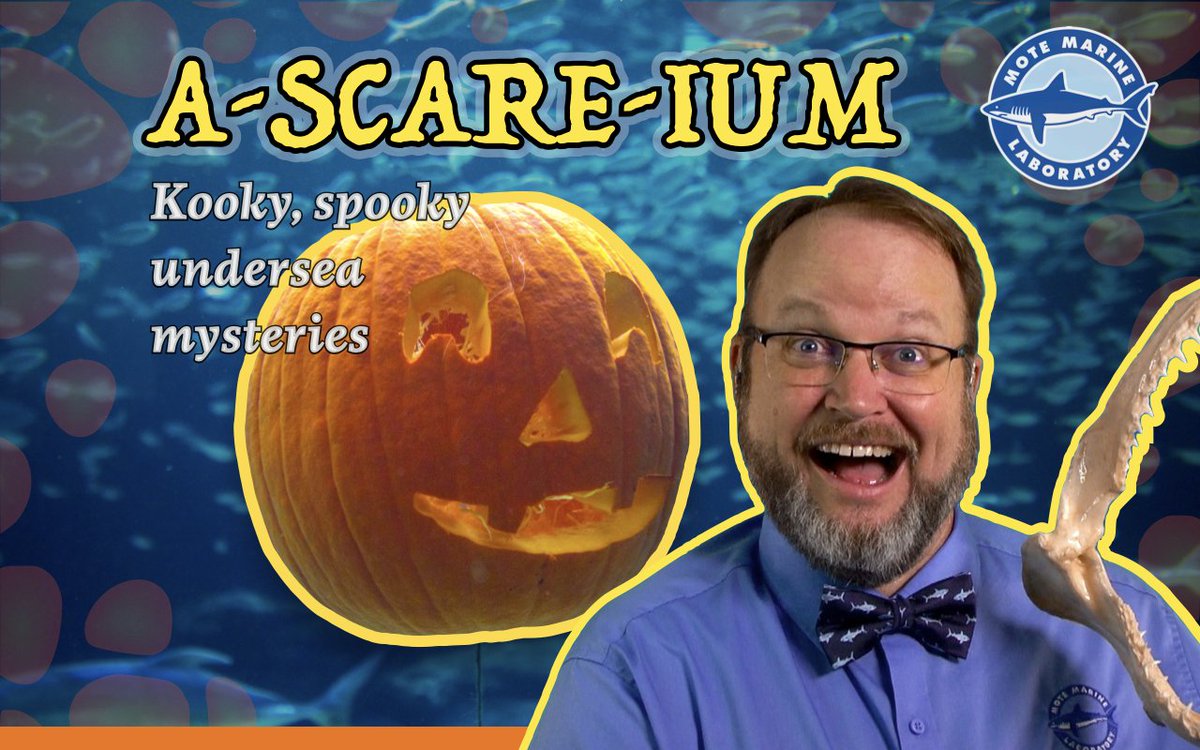 🎃 Dive into a #Shalloween celebration of spooktacular sea creatures and learn what lurks beneath the waves. Delightful frightfuls for buoys and ghouls of all ages in the <a href="/MoteMarineLab/">Mote Marine Laboratory & Aquarium</a> A-SCARE-IUM. 10/25/23 5:30 pm ET
mote.org/events/details…