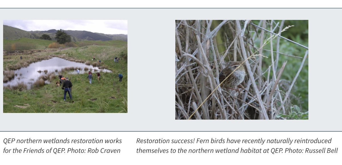 In 2021 we decided to end grazing on Queen Elizabeth Park and use our Low Carbon Acceleration Fund to restore its wetlands. At the time some said it wouldn’t work, but the speed of natural recovery has exceeded expectations, with wetlands rapidly reviving and fernbirds returning.