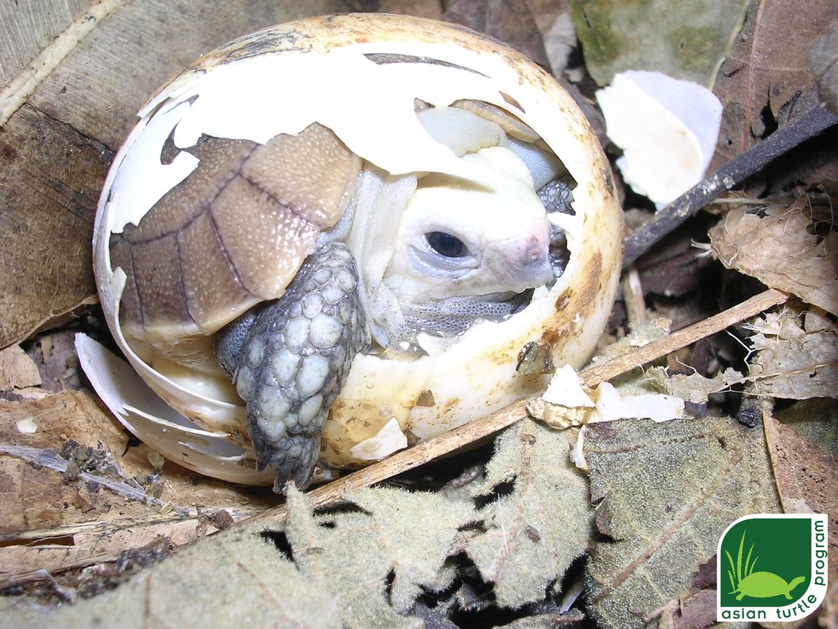 The Turtlez tweet media