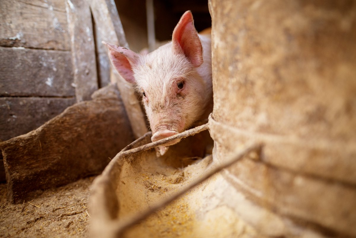 MercyForAnimals's tweet photo. When piglets are sick or aren’t growing quickly enough, farmers sometimes kill them by slamming them headfirst against concrete floors or walls. 

This is known as “thumping,” and it’s considered an acceptable form of “euthanasia” by the industry. https://t.co/5YCBjlUnt6