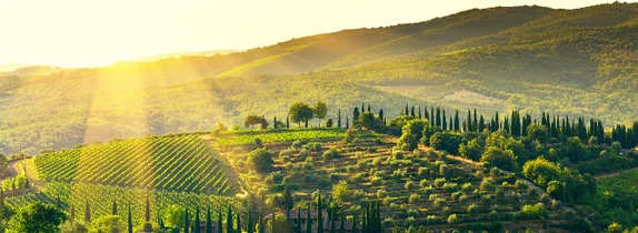 Tuscan Chardonnay a surprise hit? bit.ly/45uk2Yn via @WineSearcher #wine #vino #Tuscany @JohnMFodera @MTLWINEGUY @pietrosd @RogelioGalvn2 @FoodieWineLover @CHARLIEWINES @FrescobaldiVini @FolonariTenute @campochiarenti @ricasoli99 @Liam3494 @Vino101net