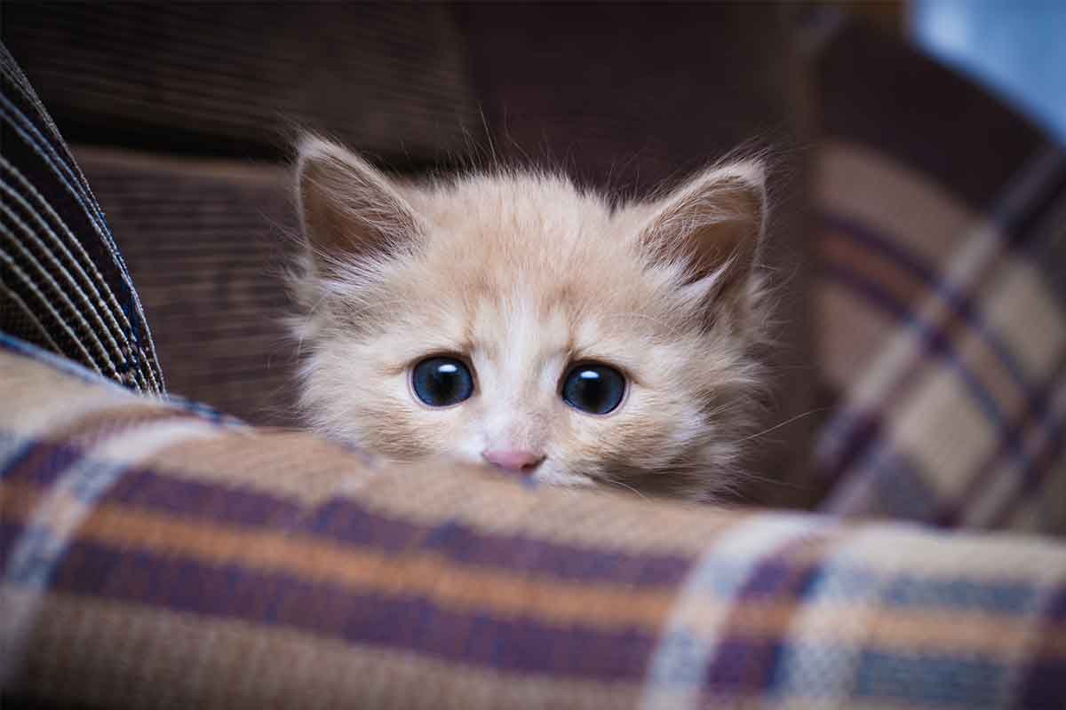 HumTinky's tweet image. ,,.. wa,r... :(