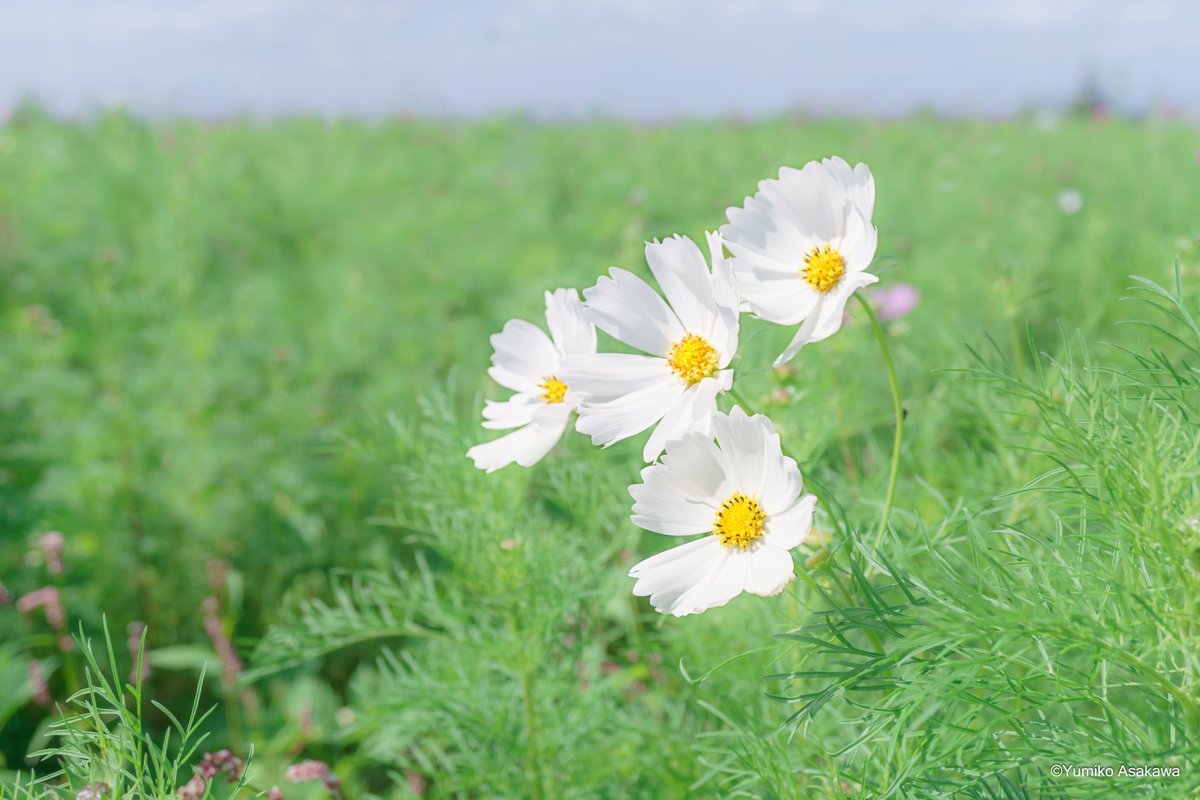 野に咲くコスモスさん♪

#コスモス #コスモスの花 #cosmos #白いコスモス #花 #秋 #秋色 #秋の花 #white #whiteflowers #autumn #autumn2023 #autumnphotography #autumnflowers #flowers #flowerphotography