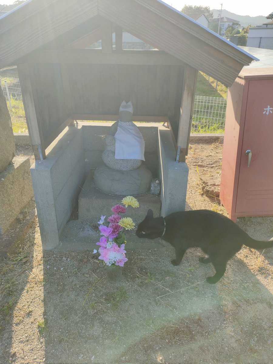 おはようございます☀
朝のお散歩に気が向いたらついてきてくれる福太郎🐾今日は500メートル先のお地蔵様まで来てくれました💚
今日も素敵な一日になりますように🌈