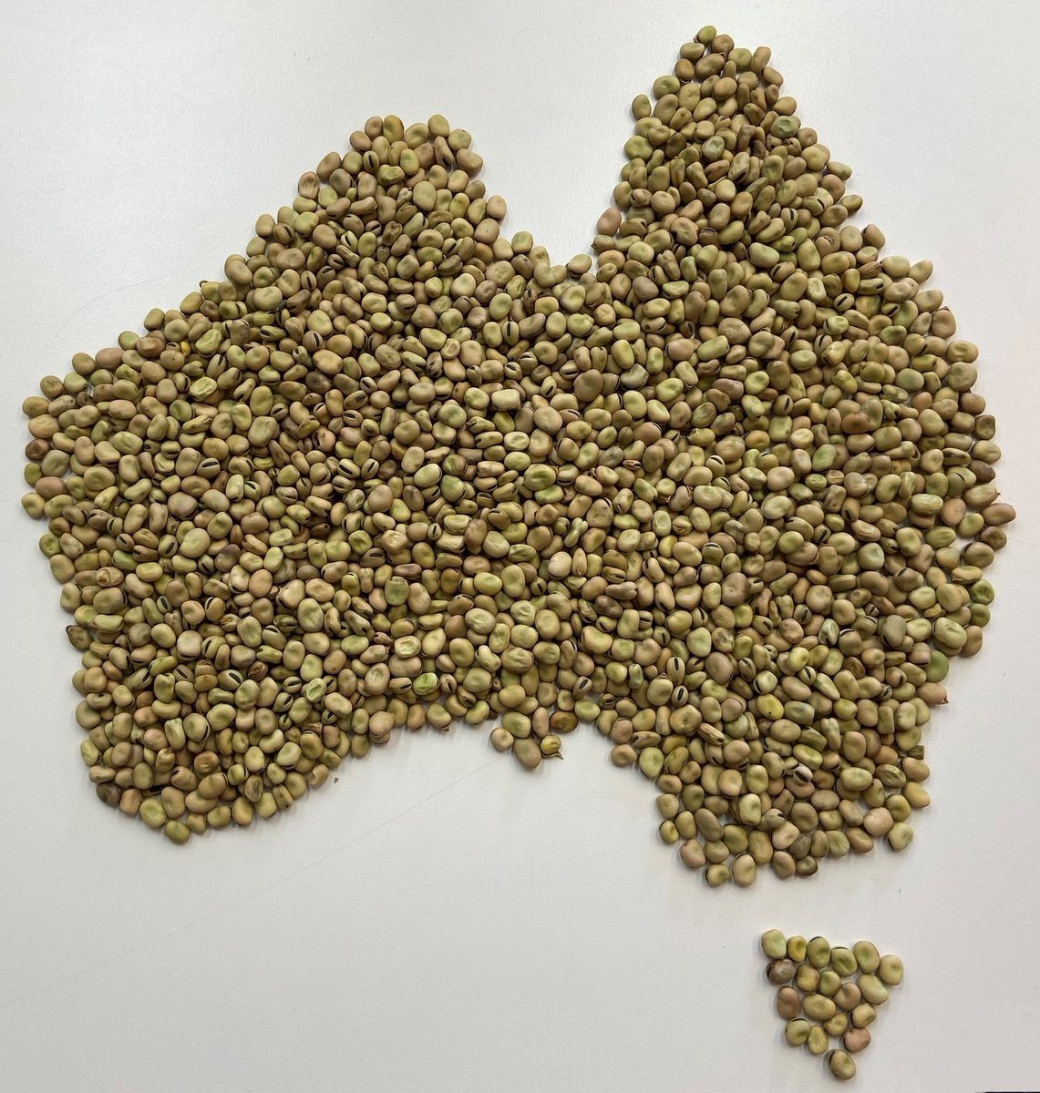 Harvesting fabas? We have buying interest in FAB1/2 ex-farm Narrabri/Edgeroi area, Oct pick-up. #fababeans #harvest23 #narrabri #edgeroi