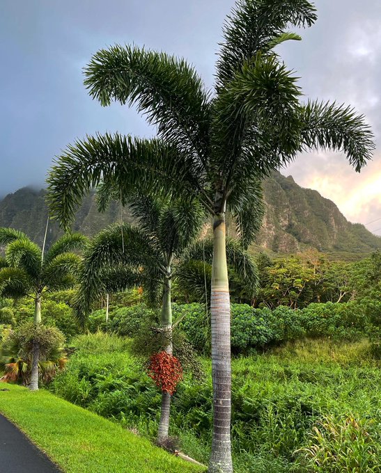 Dreaming 🌈 i am so grateful to being able to visit such amazing places like hawaii. Je ne r&eacute;alise pas