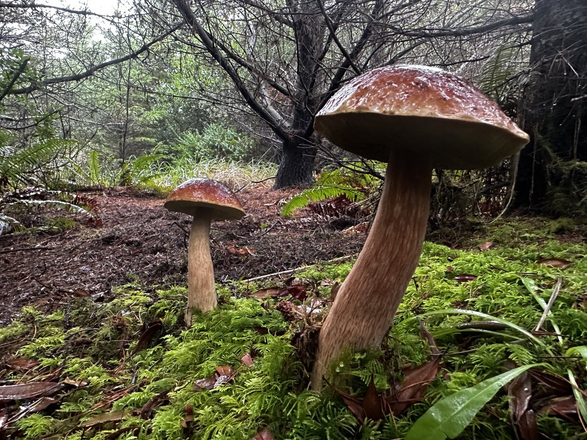 Kestrel_Rose's tweet photo. Stalker 

#Mushroom #MushroomTwitter #Mushrooms #Mycology #MushroomHunter #MushroomHunting #Fungal #Fungi #Nature #NaturePhotography https://t.co/SGdSD3glKU
