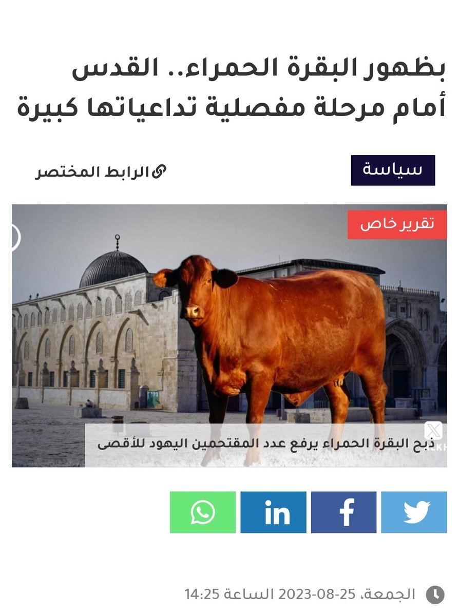 شيرين عرفة tweet media