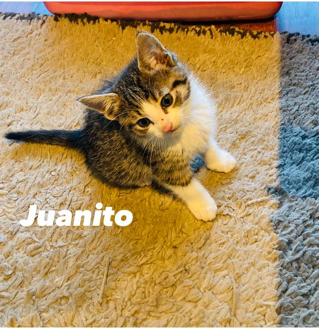 callejeritosDLV's tweet photo. Solo queda este bebé, tienen 1 mes 1/2, Desparasitado.
Abandonados junto a su mamá en Franklin.
Se busca familia responsable  con compromiso de esterilizar y con todos los cuidados que necesiten  que sea criado indoor y es con seguimiento
Información 963671038 Macul https://t.co/xZSgFq8dW5