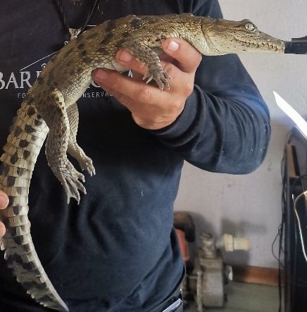 🐊🚑La #ProfepaEnChiapas rescató un cocodrilo que deambulaba por las calles de Suchiapa y otro que se encontraba al interior de una propiedad en Chiapa de Corzo.

👩🏾‍⚕️Los ejemplares fueron trasladados a un #PIMVS para recibir la atención y cuidados necesarios.