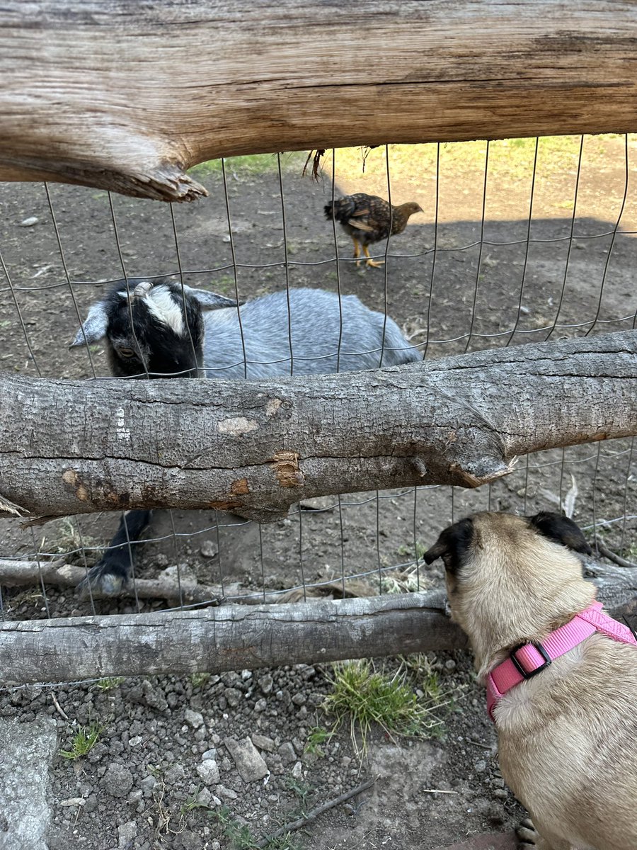 Ellie (Emma’s sis) tweet media