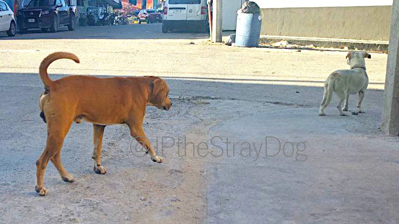 JPTheStrayDog's tweet photo. I am hungry, this is the moment when I need to decide if I should beg for food or scavenge.
Begging takes a while, I may get kicked out from places, but worthy. I could get yummy food!
Scavenging is fast & fun, but at this hour, may be nothing left in garbage bags.
#StrayLife https://t.co/JU4nnQkoey