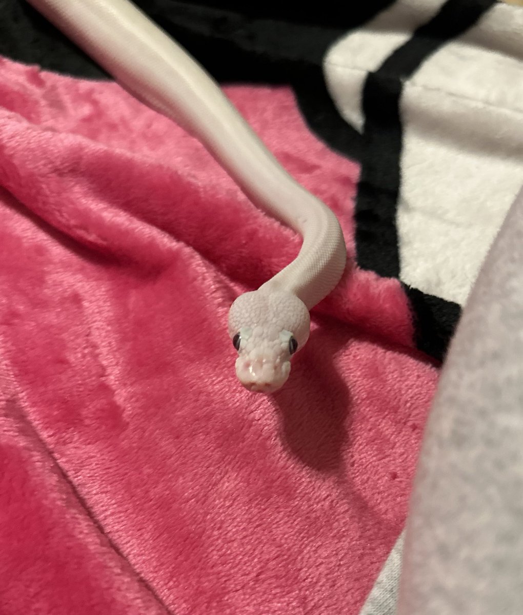 sneaky lil slithery snek