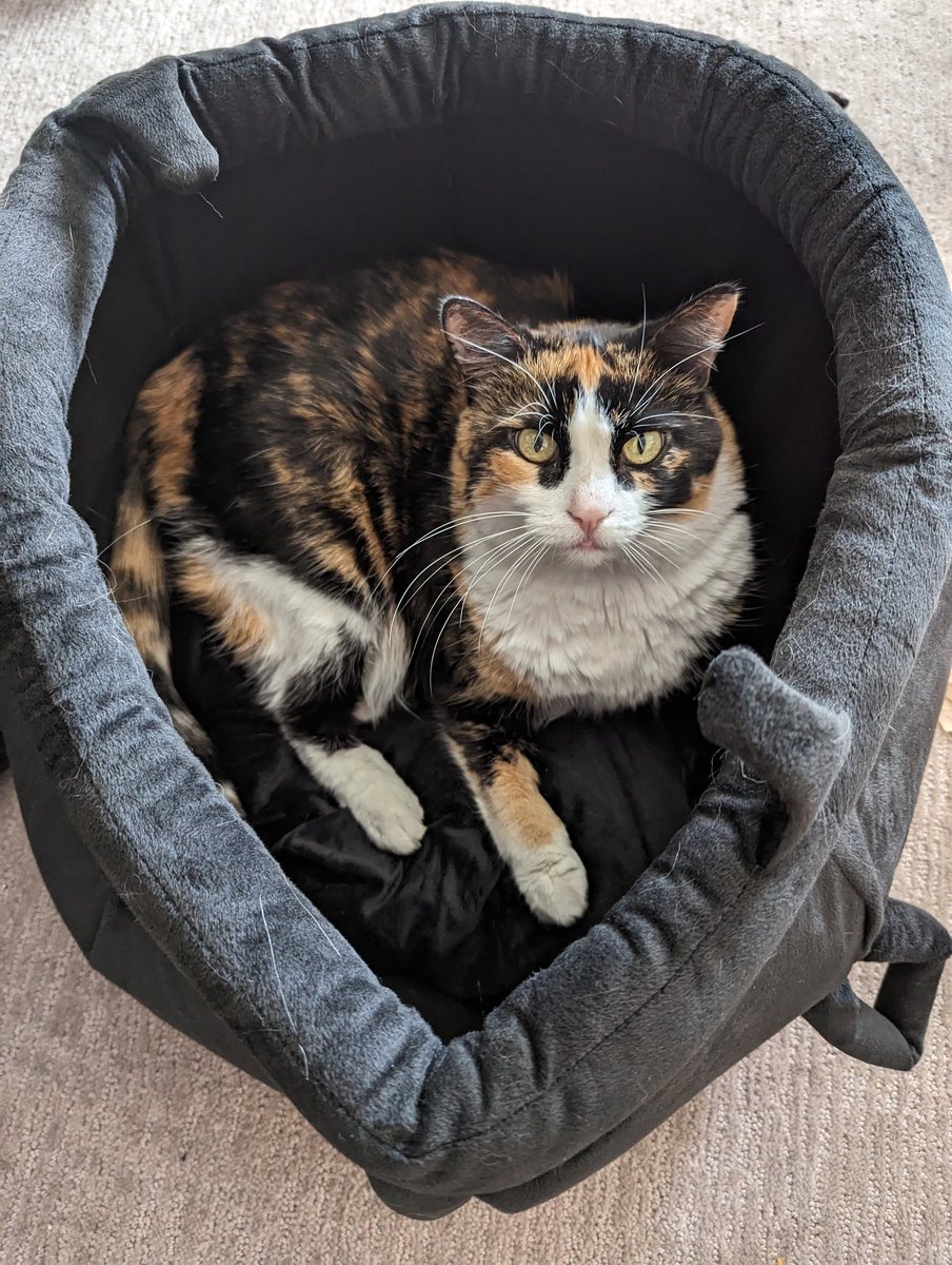 CatLadyKrazy's tweet photo. Whoops, forgot to post I'm live with Halo ,👇🏼 
https://t.co/gNdpQ35P3V https://t.co/erQyBsxeYR