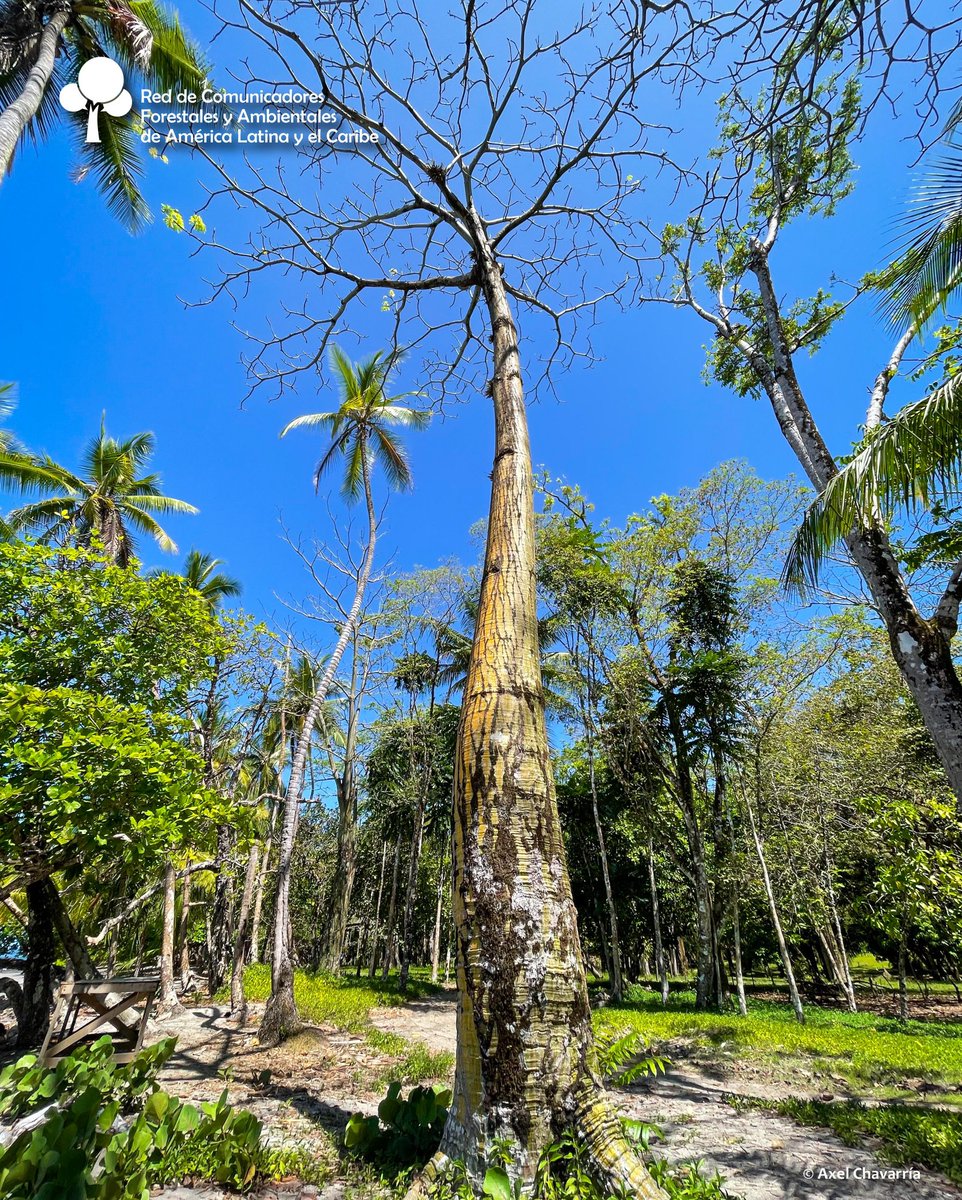 #DíadeEducaciónAmbiental

Conoce el Ceibo verde o ceibo barrigón, un árbol sumamente peculiar, por su tronco con estrías anchas y verdes, engrosado en el medio, con apariencia de una barriga, crece en climas estacionales.

F: n9.cl/m4aocw
Axel Chavarría 📸
#RECOFALC