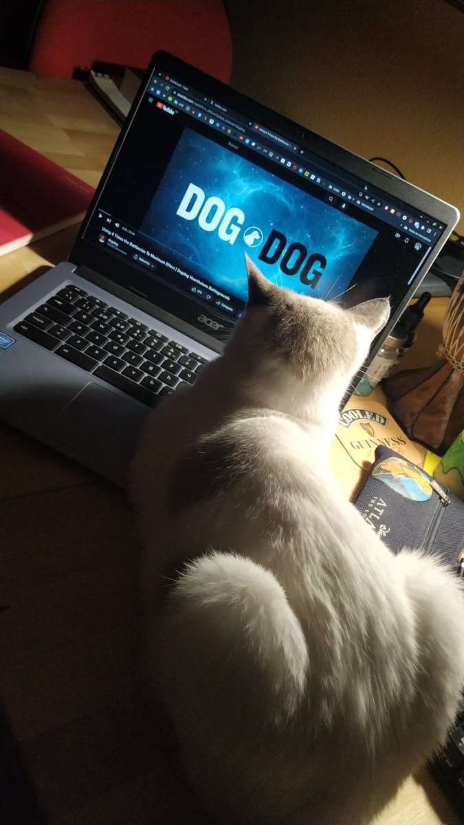 BruttHS's tweet photo. I don't understand this fetish of her :/ @dogdog https://t.co/s0QviGEsqD