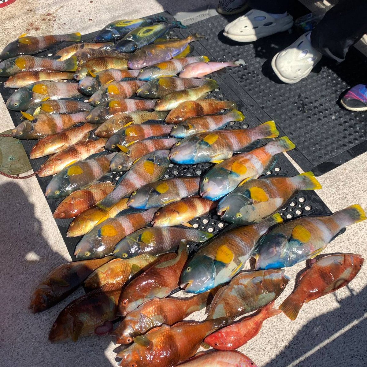 nova11998's tweet photo. Catching the rainbows in the sea. https://t.co/ewZahJFSzA