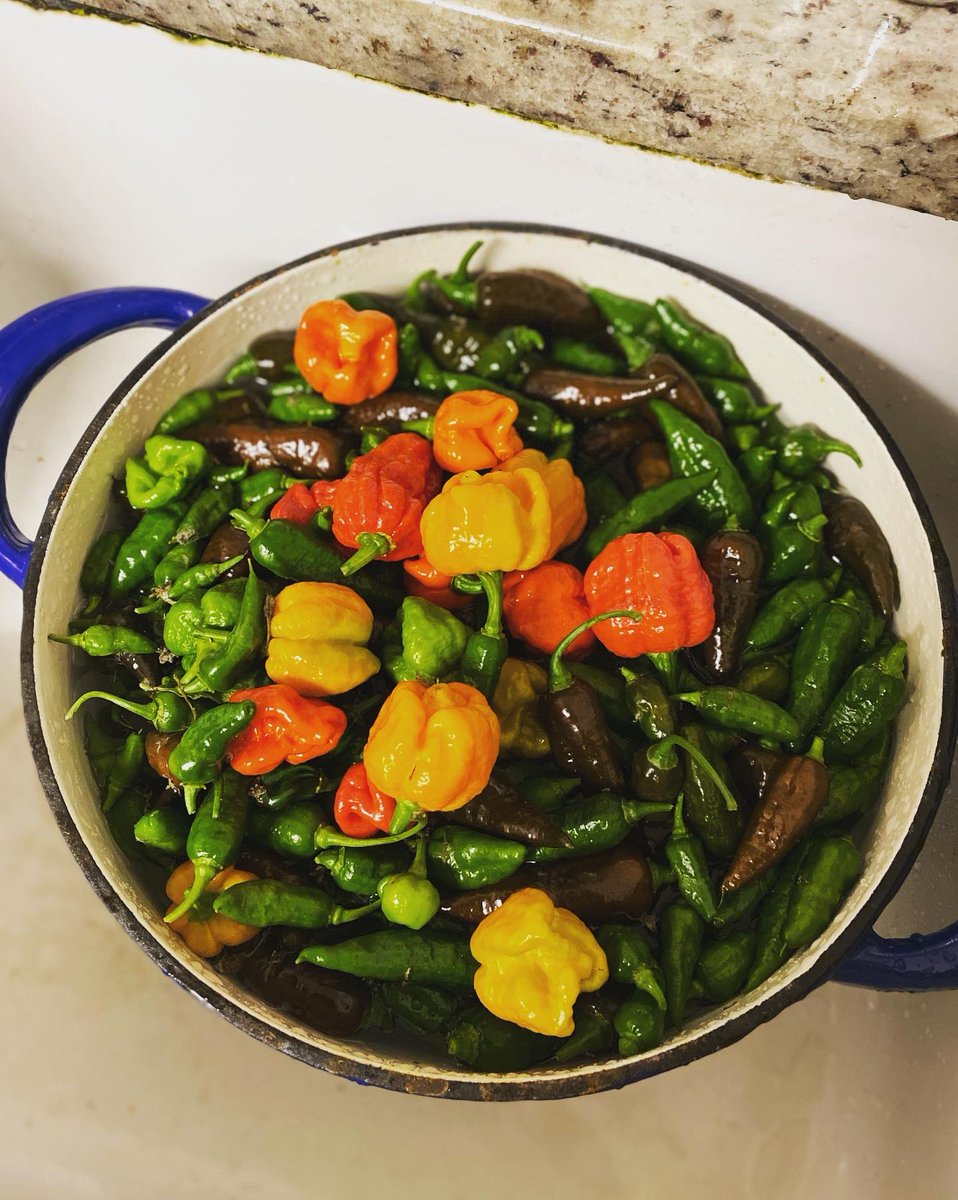 Cat Hobaiter tweet media