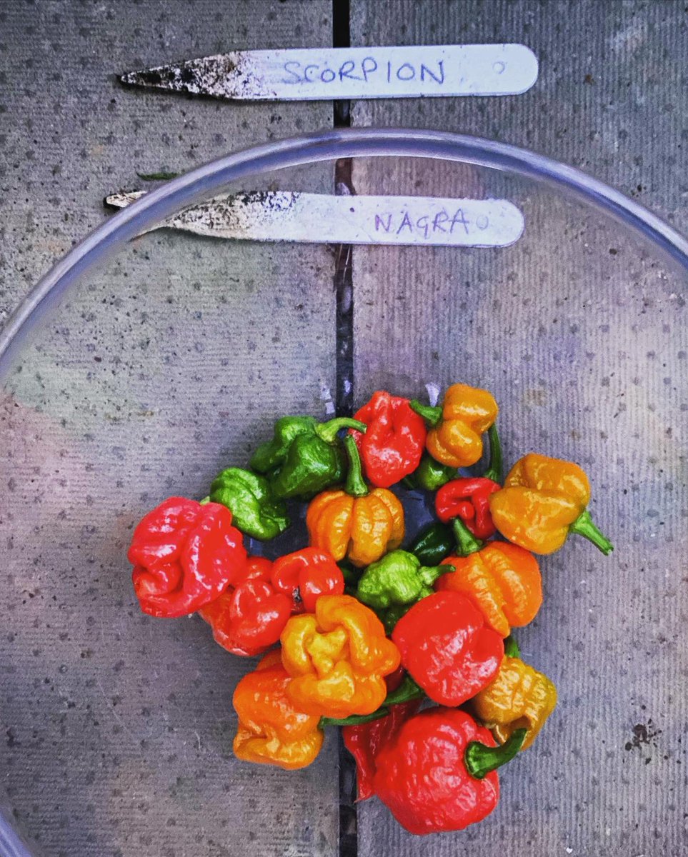 Cat Hobaiter tweet media