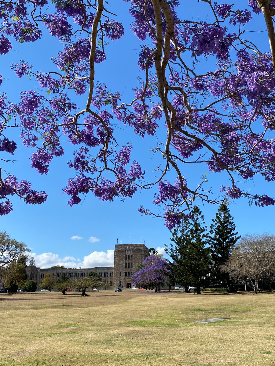 Bloomin' lovely Spring morning at St Lucia #UQ