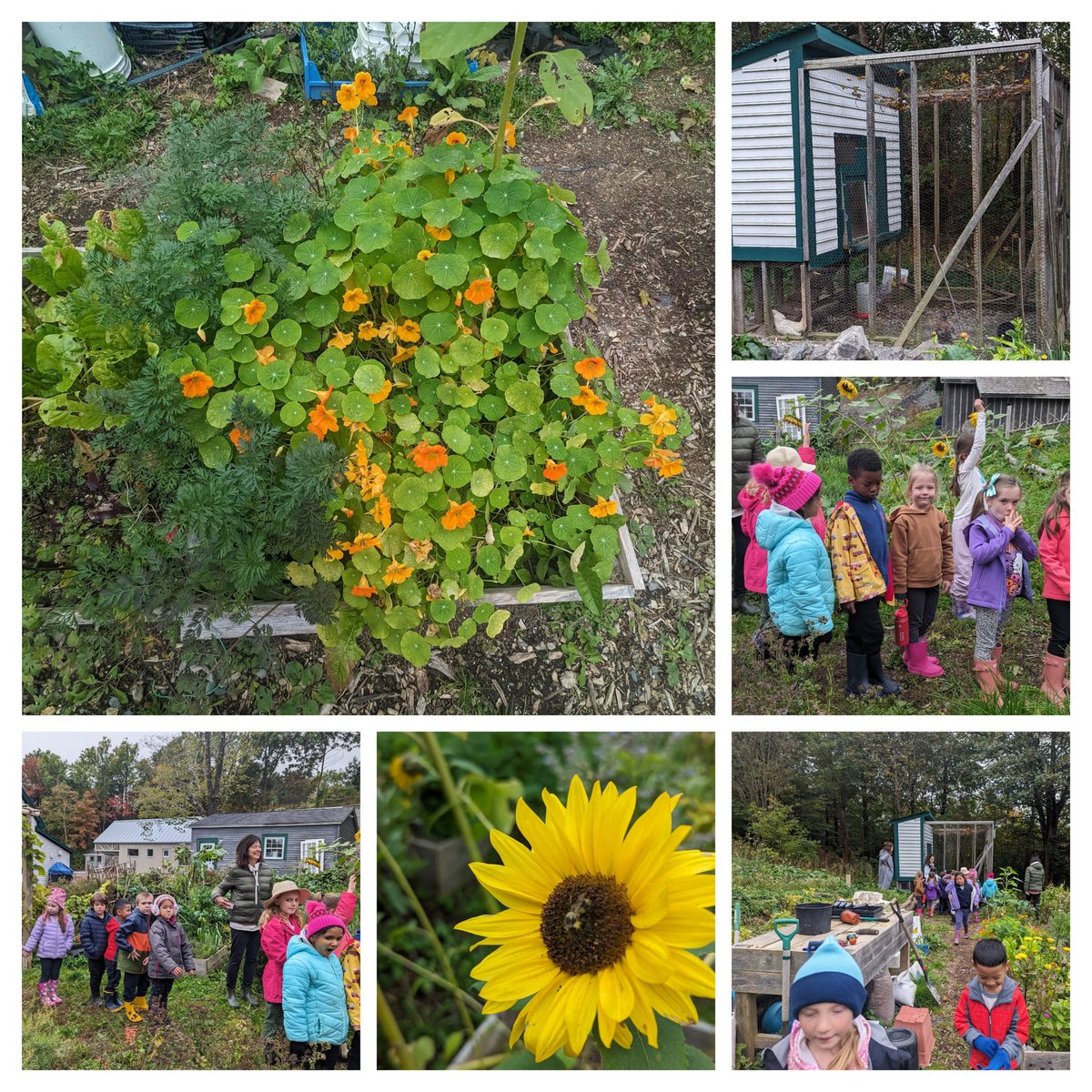 Lilly Regular tweet media