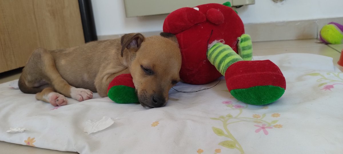 ✨Hércules✨
Es un perrito de 2-3 meses aprox, es muy tranquilo y amoroso, le encantan los mimos y estar en upa, ama tomar solcito y juega con lo que le des. Se sabe quedar solito pero siempre te recibe muy alegre y con muchos besitos 💞