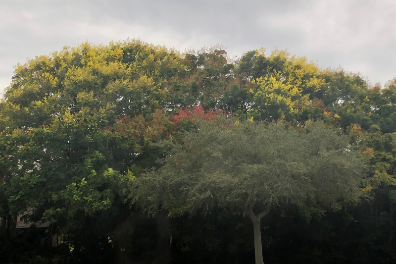 SenecaHoward's tweet photo. ‘I Hear, I Hear Autumn Winds Calling’
By Seneca Howard

“Its quietness &amp; tranquility bring about a peace...” More➡️https://t.co/uvBlqTKFxF

https://t.co/vE6EZ7Iwpg
https://t.co/NwtL5bc2s0
#dearreader #thewriter #author #writer #speaker #columnist #God #inspiration #autumn #rain https://t.co/wP6qiTxZG7