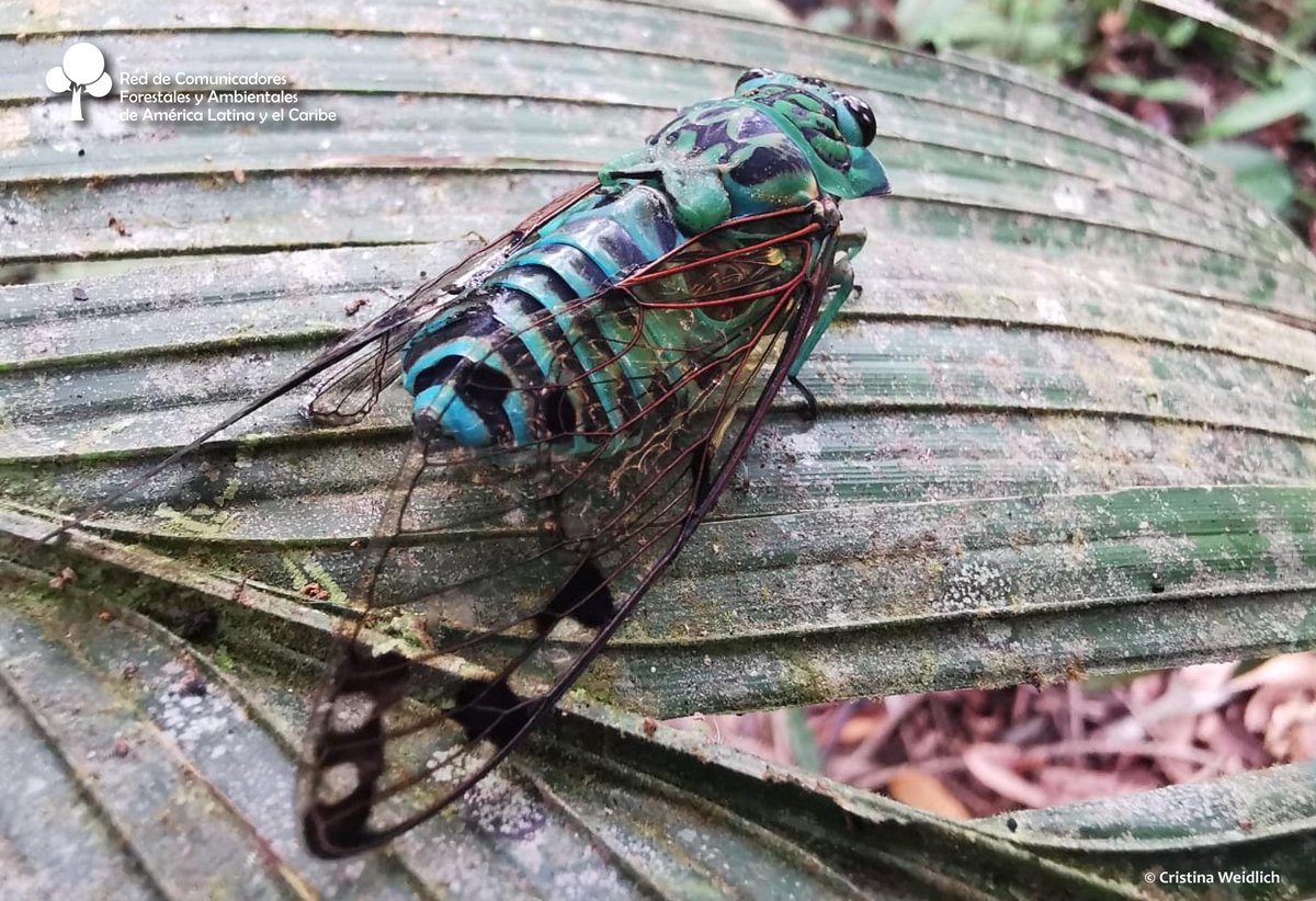 #DíadeEducaciónAmbiental
Las chicharras, cigarras, chiquirines,(dependiendo del país donde habitan).
Su canto considerado uno de los sonidos de mayores decibeles del mundo, puede compararse con un concierto de rock de 115 decibeles.
F: goo.su/kW0zB
Cristina Weidlich 📸