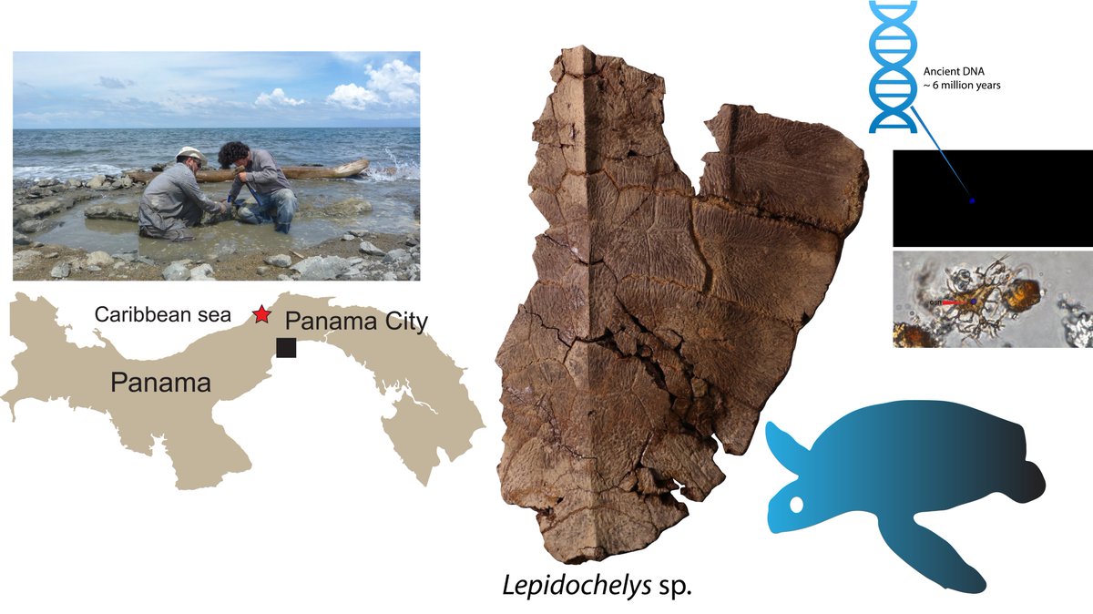 Turtle🐢time! In a recent article, <a href="/paleoturtles/">@paleoturtles</a>, @fcn_ur, <a href="/stri_panama/">Smithsonian Panama</a>, <a href="/URosario/">URosario</a> described a 6-million-year-old turtle fossil from Panama. The fossil preserved DNA traces that are unprecedented for non-dinosaur fossils. Findings illuminate Olive Ridley sea turtles' evolution.