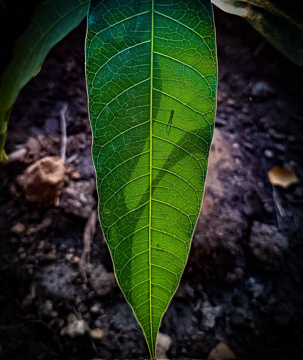 scileash777's tweet photo. A closer look at the intricate texture of mango tree leaves 🍃👀
#MangoTreeLeaves
#NaturePhotography
#MacroPhotography
#LeafTexture
#EyeCatching
#Greenery
#BotanicalBeauty https://t.co/1WBtqm4RnE