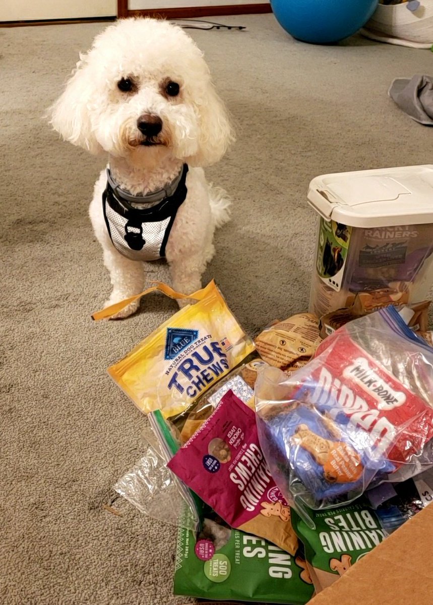 SonOfABichon's tweet photo. Mommy and daddy told me's to leave it...
Waise you's hand if you fink me's shud be bad boi
#dogsoftwitter #dogs #nummies https://t.co/EwK2TfcFGQ