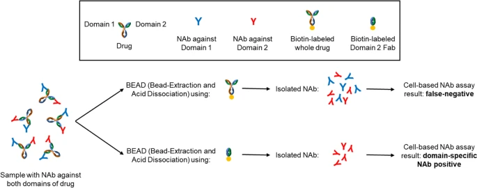 Addressing Domain Specificity in the Development of a Cell-Based Binding Assay for the Detection of Neutralizing Antibodies Against a CD47xPD-L1 Bispecific Antibody
| Michael Luong <a href="/pfizer/">Pfizer Inc.</a> | 
rdcu.be/doljj
#AAPS <a href="/AAPSComms/">American Association of Pharmaceutical Scientists</a>
#NAb #BEAD