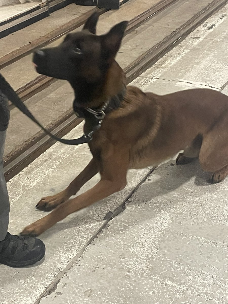 Next up at  <a href="/DRPS/">Durham Regional Police</a> Citizen’s Academy is D/Cst Elkington - and police service dog Kaos. Post any K9 questions here!