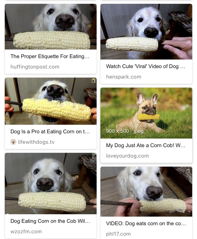 When you search dog eating corn cob you expect more variety