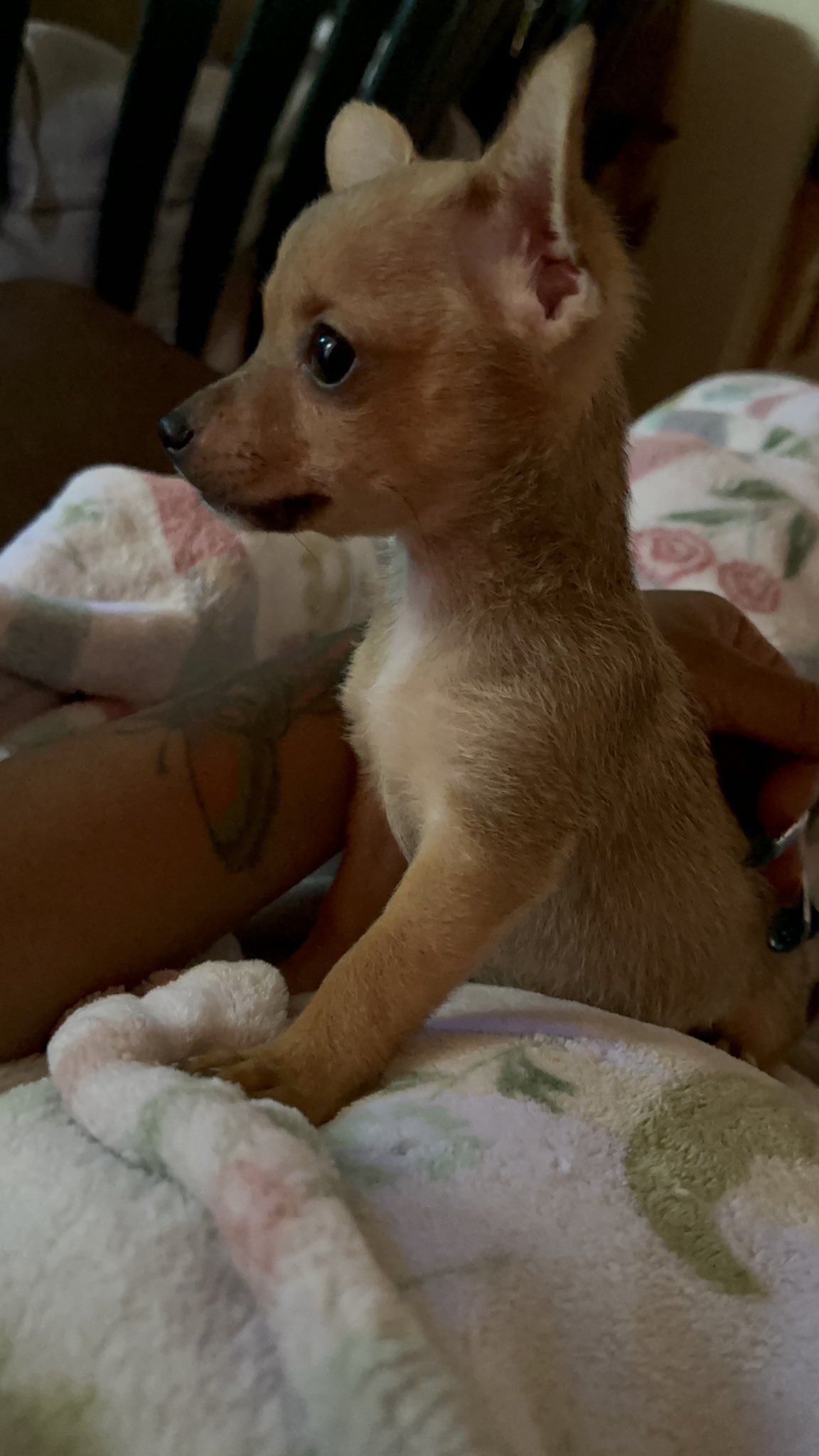 @chihuahuaus coco https://t.co/7ibqtiQxSH