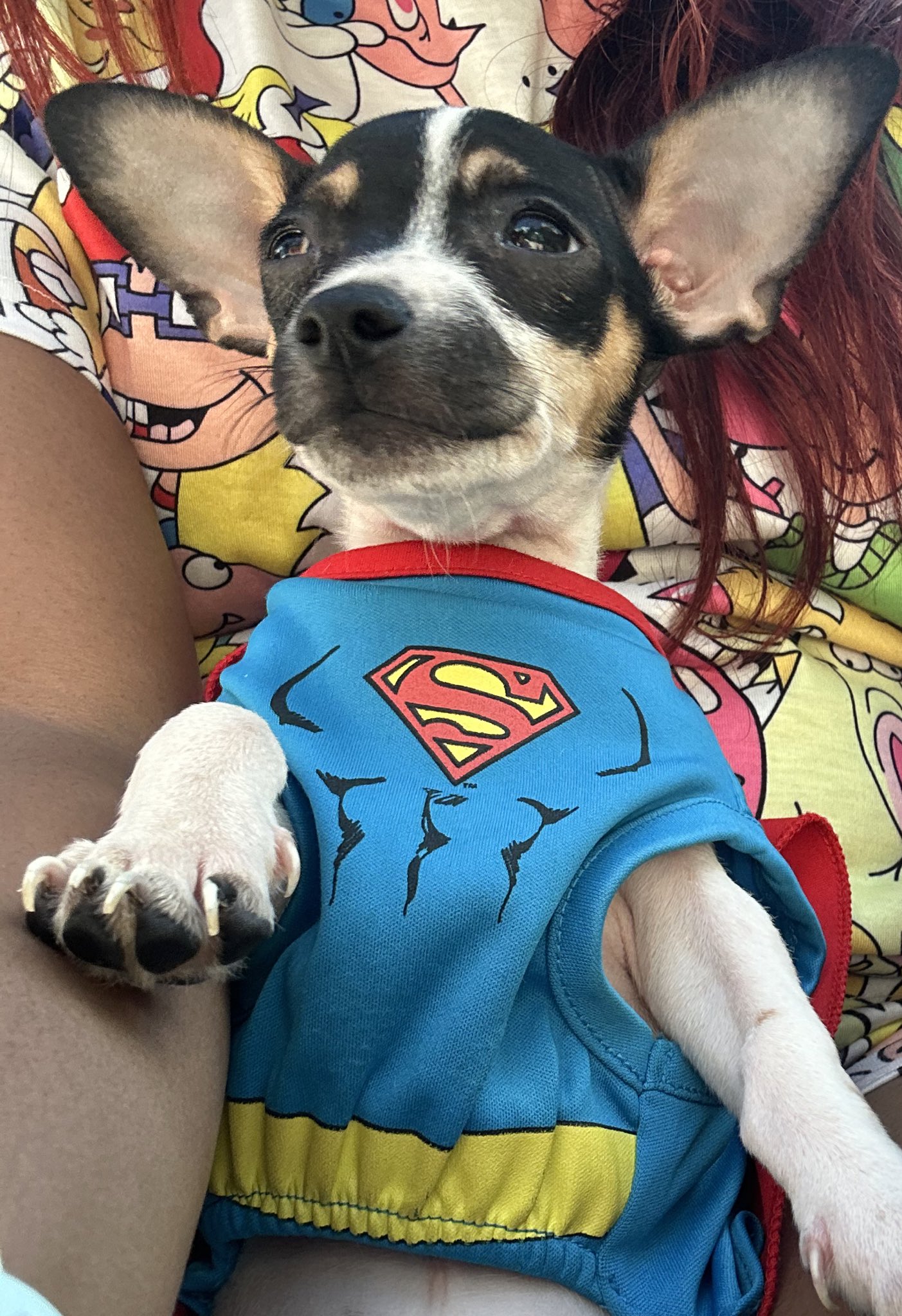 @chihuahuaus super pup to the rescue 🐾🐾 https://t.co/0jdmY3cl9V