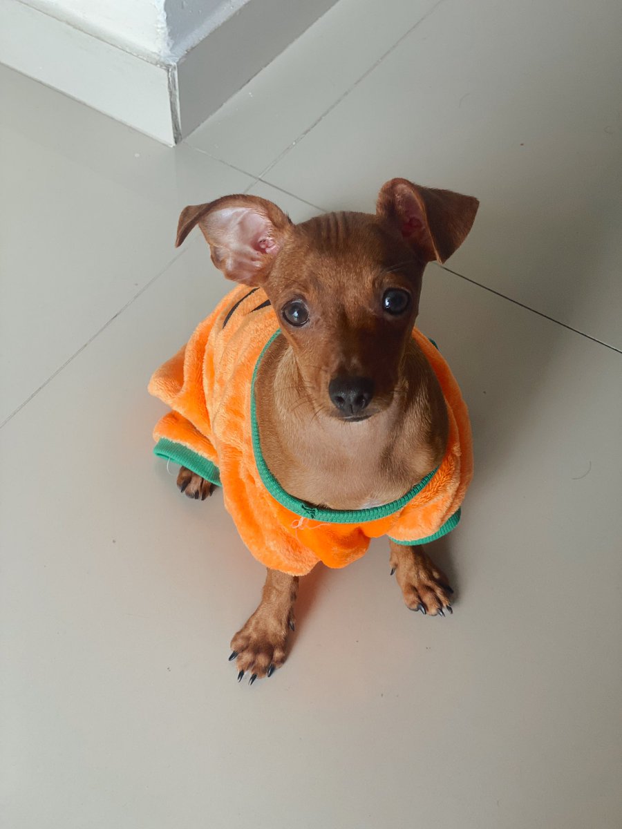 rochyordosm's tweet photo. Nunca pensé tener un pincher y ahora estoy enamorada de mi pincher bebé🤗 https://t.co/2FxTx21ukJ