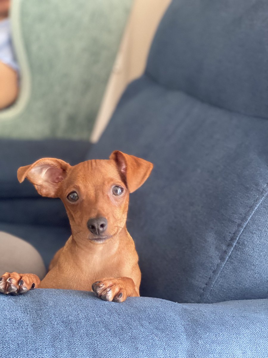 rochyordosm's tweet photo. Nunca pensé tener un pincher y ahora estoy enamorada de mi pincher bebé🤗 https://t.co/2FxTx21ukJ