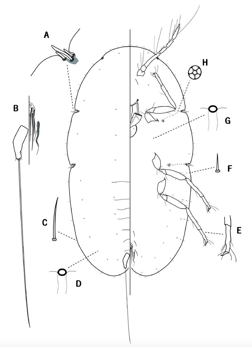This is not waterdrop on bamboo... :) A new species of scale insect is out from Myanmar! Their adult female and the 1st instar are described and illustrated.
mapress.com/zt/article/vie…